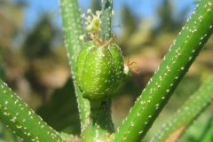 Closer-view-of-immature-fruit-of-Bonplands-croton