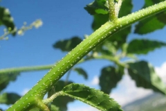Closer-view-of-stem-of-Bonplands-croton