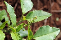 Flowering-buds-of-Bonplands-croton