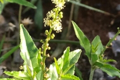 Flowers-of-Bonplands-croton