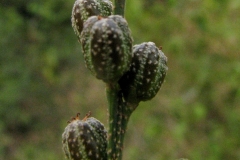 Mature Fruits of Bonpland's croton