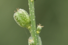 Immature Fruits of Bonpland's croton