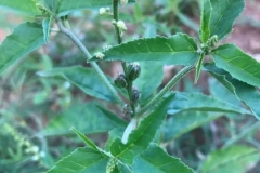 Leaves-of-Bonplands-croton
