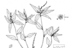 Plant-Illustration-of-Bonplands-croton