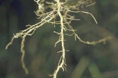 Roots-of-Bonplands-croton