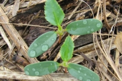 Sapling-of-Bonplands-croton