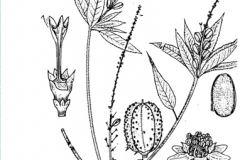 Sketch-of-Bonplands-croton