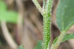 Stem-of-Bonplands-croton