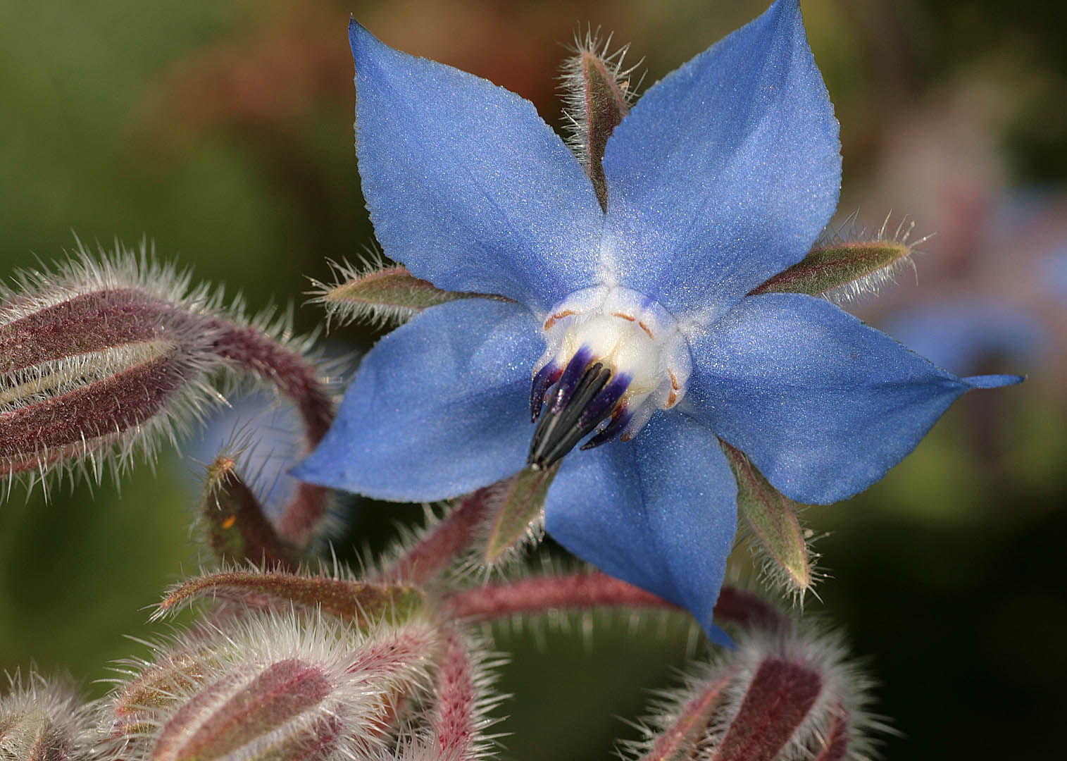 Borage Borago Officinalis Health Benefits Borage Borago Officinalis Health Benefits
