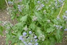 Borage-plant