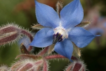 Close-up-flower-of-Borage