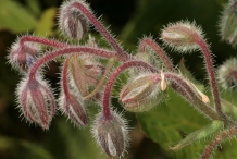 Flower-buds-of-Borage