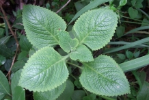 Leaves-of-Borage