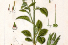 Plant-illustration-of-Borage