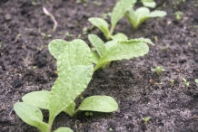 Seedlings-of-Borage