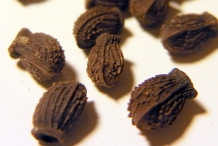 Seeds-of-Borage