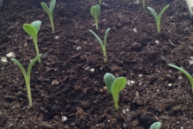 Sprouts-of-Borage