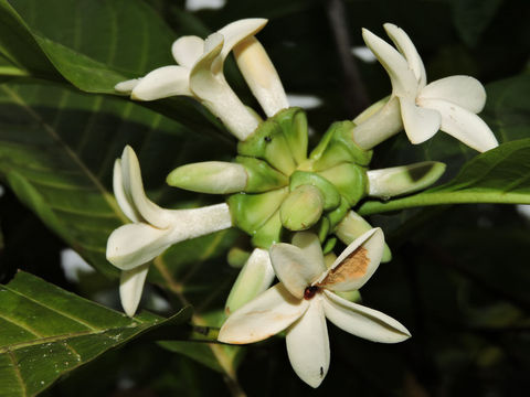 Flower-of-Borojo