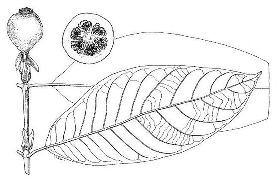 Sketch-of-Borojo-plant