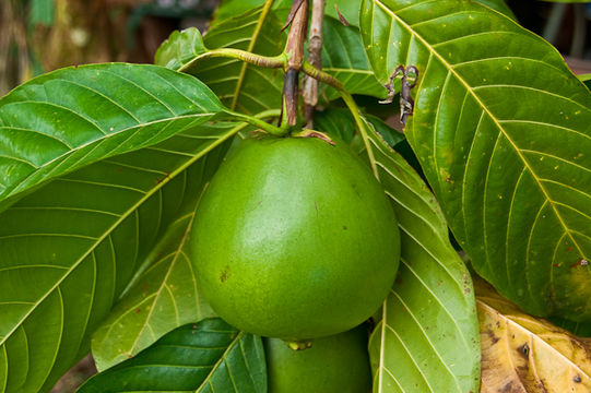 Unripe-Borojo-fruit