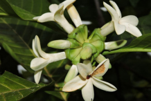 Flower-of-Borojo