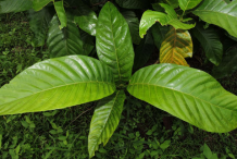Leaves-of-Borojo