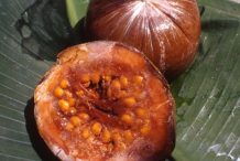Mature-Borojo