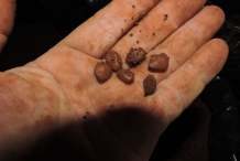 Seeds-of-Borojo-fruit