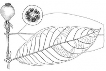 Sketch-of-Borojo-plant