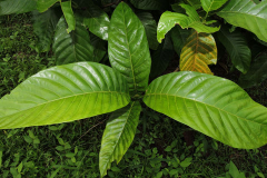 Leaves-of-Borojo