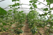 Bottle-gourd-farm