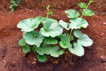 Bottle-gourd-plant