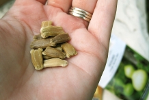 Bottle-gourd-seeds