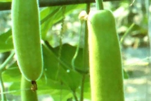 Bottle-gourd
