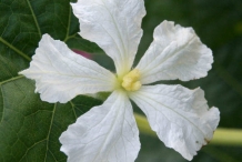 Close-up-flower-of-Bottle-gourd