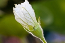Flower-bud-of-Bottle-gourd