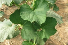 Leaves-of-Bottle-gourd