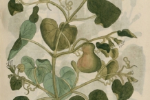 Plant-illustration-of-Bottle-gourd