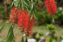 Bottlebrush-flower-Red bottle-brush