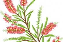 Bottlebrush-illustration- lemon bottlebrush