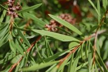 Bottlebrush leaves-Lampborste