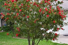 Bottlebrush-plant-Calistemone