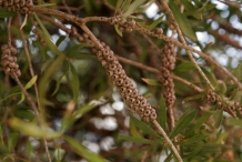 Bottlebrush-seeds-escova-de-garrafa