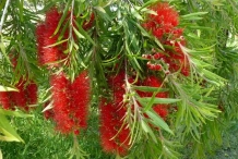 Bottlebrush-Crimson bottle-brush