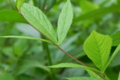 Bowmans-Root-leaves