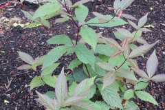 Bowmans-Root-plant