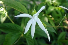 Close-view-of-Bowmans-Root