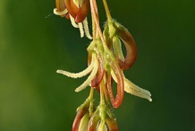 Female-flower-of-Box-elder