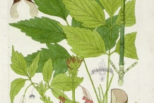 Plant-illustration-of-Box-elder