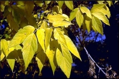 Autumn-leaf-color-of-Box-elder